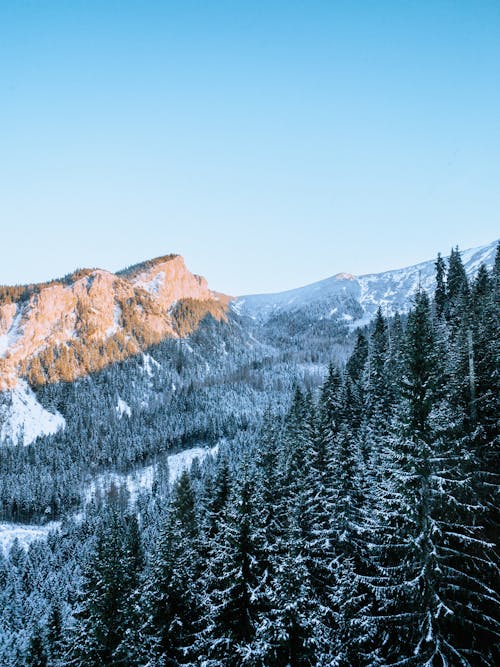 Imagine de stoc gratuită din acoperit de zăpadă, arbori, fotografiere verticală