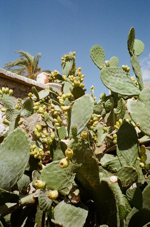 Green Cactus Plant