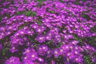 特写镜头中，充满活力的紫色紫菀花展示了其精致的花瓣与周围郁郁葱葱的绿色植物