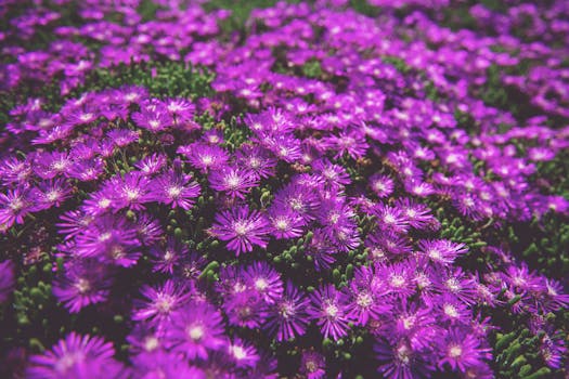 Close-up of vibrant purple aster flowers in full bloom, showcasing delicate petals and lush greenery.