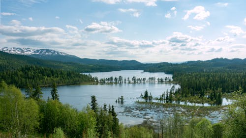 Kostnadsfri bild av blå himmel, gröna träd, landskap