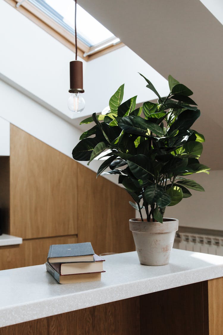 Books And Potted Plant On The Worktop