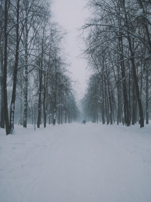 Immagine gratuita di alberi spogli, congelato, coperto di neve