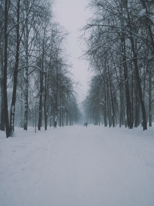 Free Enchanting snow-covered path lined with bare trees in winter, captured in Kirov, Russia. Stock Photo