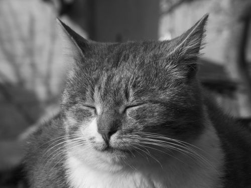 Free A close-up black and white portrait of a peaceful cat with closed eyes, symbolizing relaxation. Stock Photo