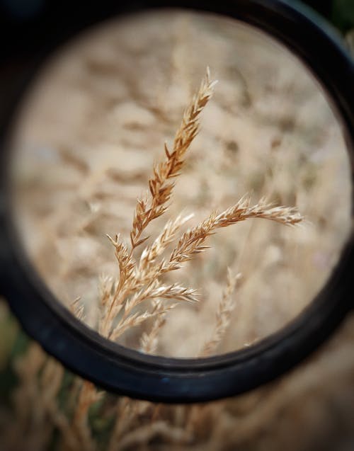 Fotobanka s bezplatnými fotkami na tému naklíčená pšenica, zväčšenie, zvislý záber