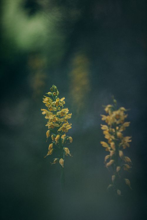 Free Captivating close-up of yellow orchis pallens flowers blooming in natural light. Stock Photo