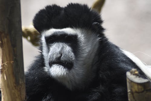 坐著的猴子, 猴子, 猴脸 的 免费素材图片