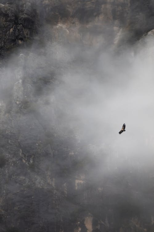 Foto profissional grátis de abutre, Ave de rapina, montanha