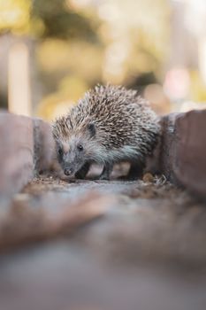 hamster photo