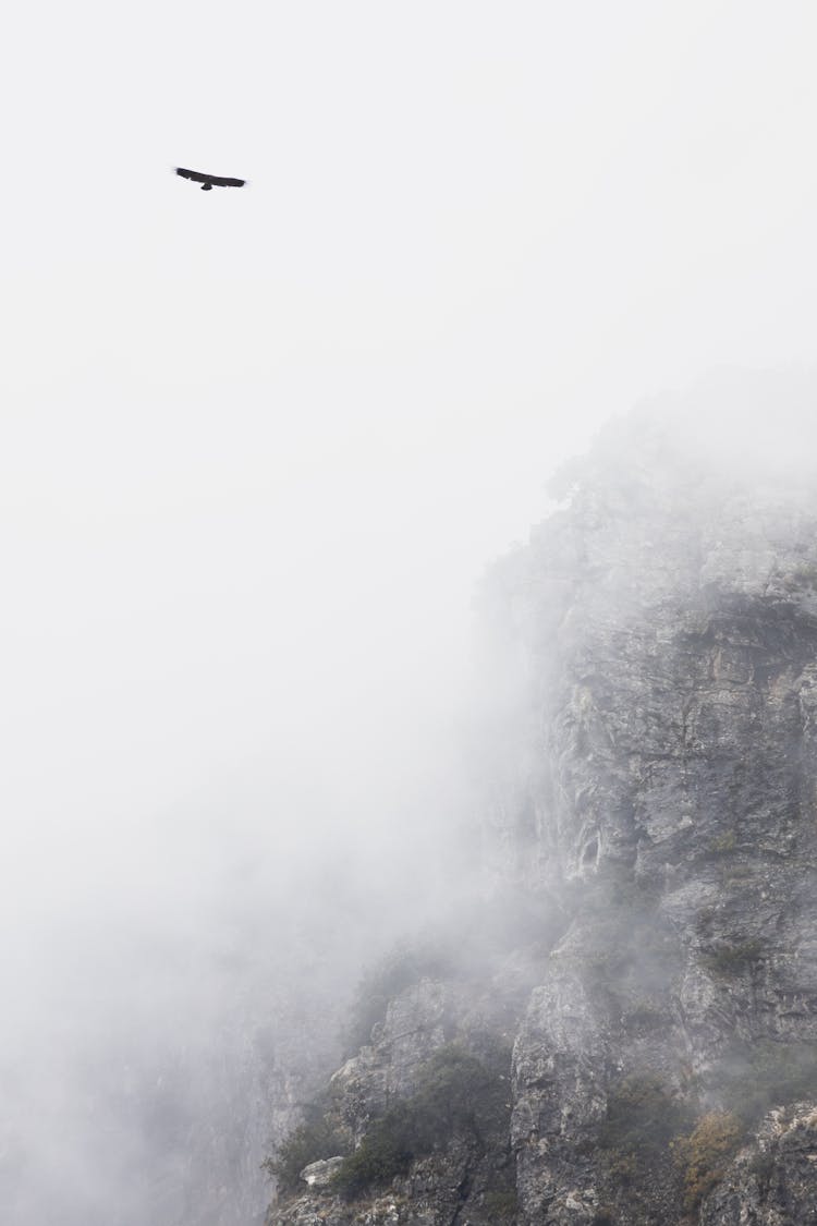 Bird Flying In Fog