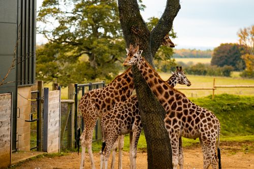 Free A group of giraffes standing by a tree in an outdoor zoo, surrounded by lush greenery. Stock Photo