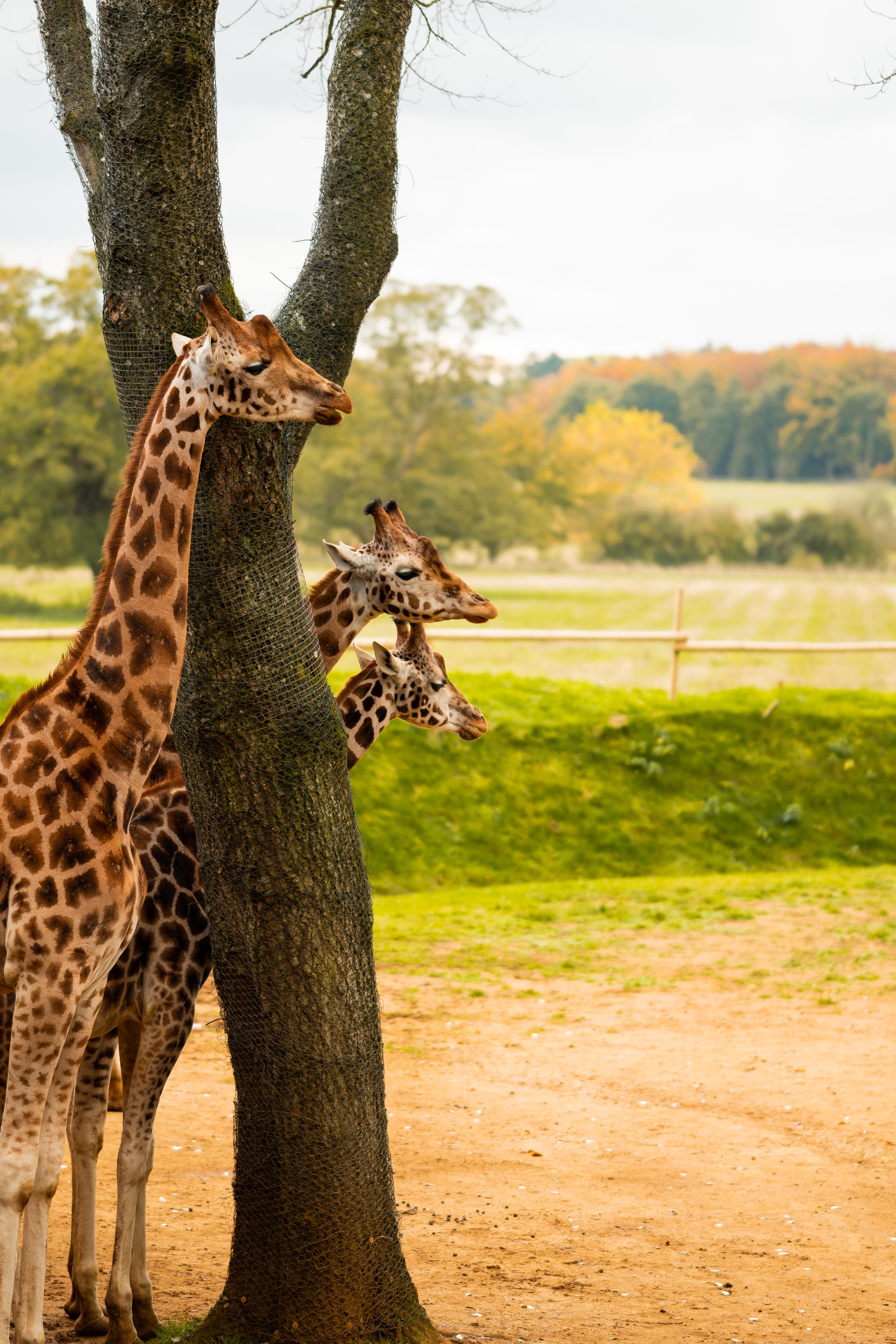 Cute Giraffes Standing Near Tree · Free Stock Photo
