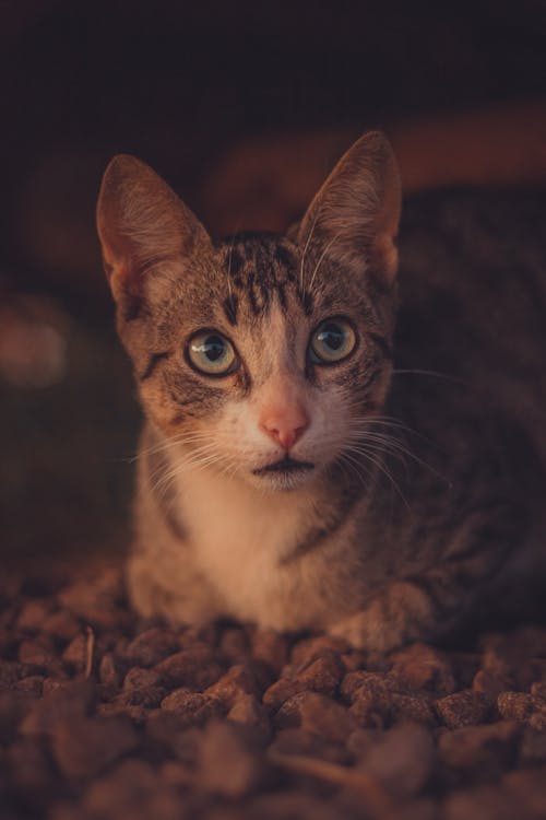 A Tabby Cat on Rocks 