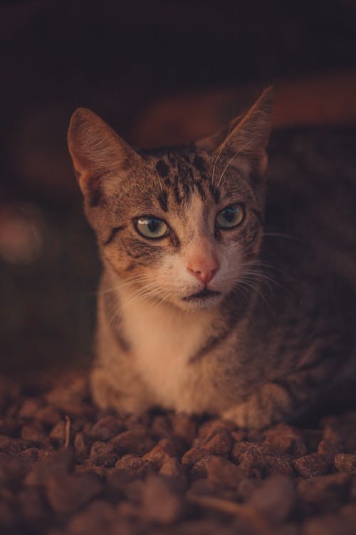 Close-Up Shot of a Tabby Cat 