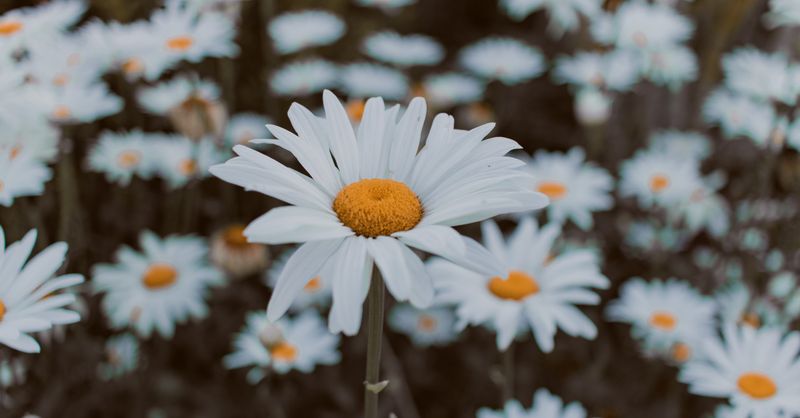 Marguerite Provence : Histoire et patrimoine
