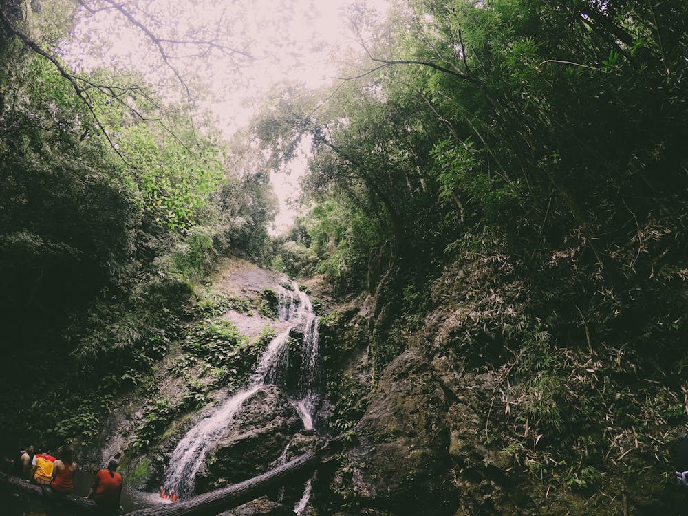 Fotografia Wodospadów W Pobliżu Drzew