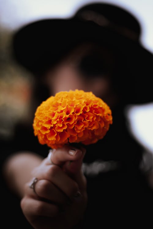 Close Up Photo of a Person Holding Orange Flower