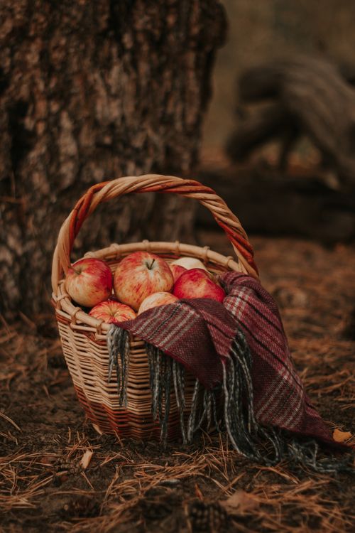 Free A wicker basket filled with red apples, set against an autumn forest backdrop, evokes warm rustic charm. Stock Photo