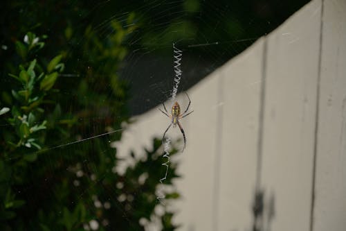 Free stock photo of orb weaver, spider, spider web