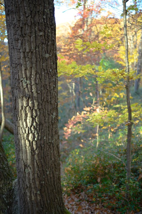 Free stock photo of tree, tree bark