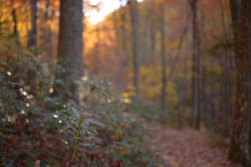 Free stock photo of autumn forest