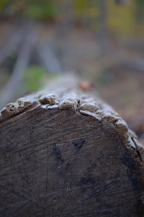 Free stock photo of tree bark, tree log, tree ring