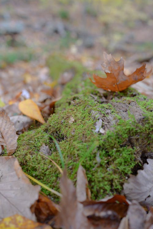 Free stock photo of autumn leaves, leaves, moss