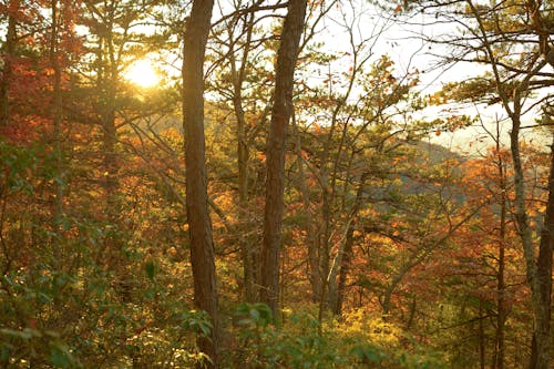 Free stock photo of autumn atmosphere, autumn forest