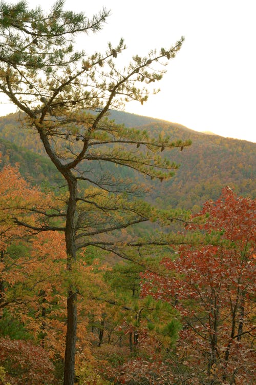 Free stock photo of autumn, autumn forest, pine tree