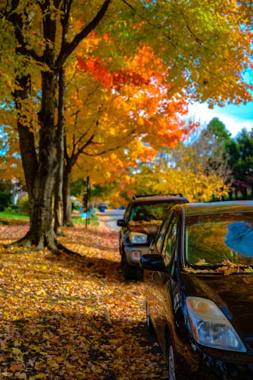 Free stock photo of autumn atmosphere, autumn leaves, autumn tree