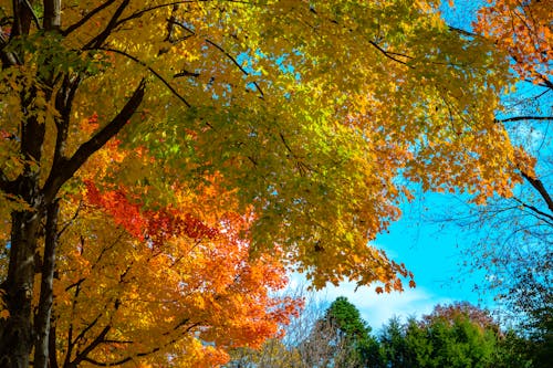 Free stock photo of autumn, autumn color, autumn leaves