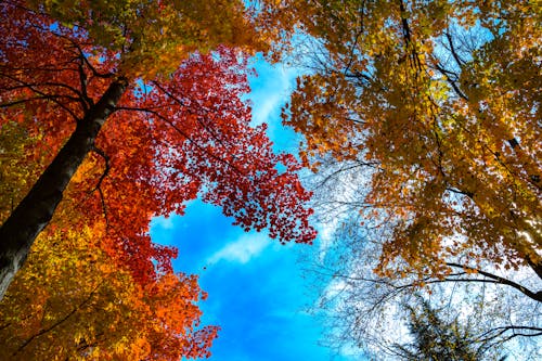 Free stock photo of autumn, autumn atmosphere, autumn leaves