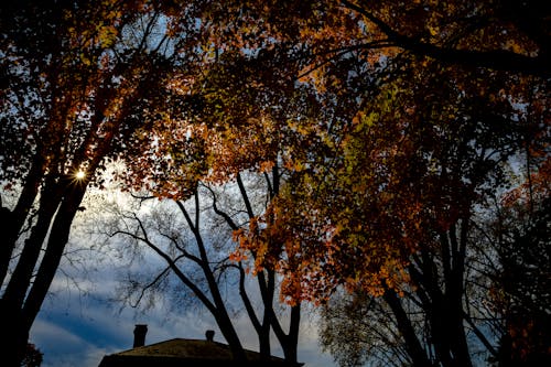 Free stock photo of autumn, autumn atmosphere, autumn leaves