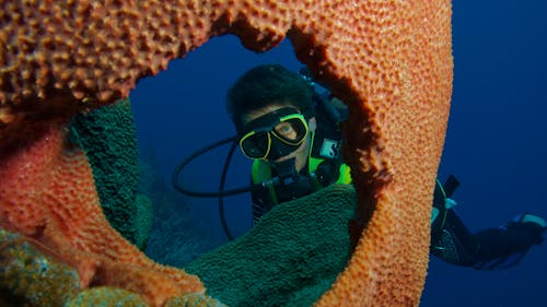 Imagine de stoc gratuită din coral, înot, mare