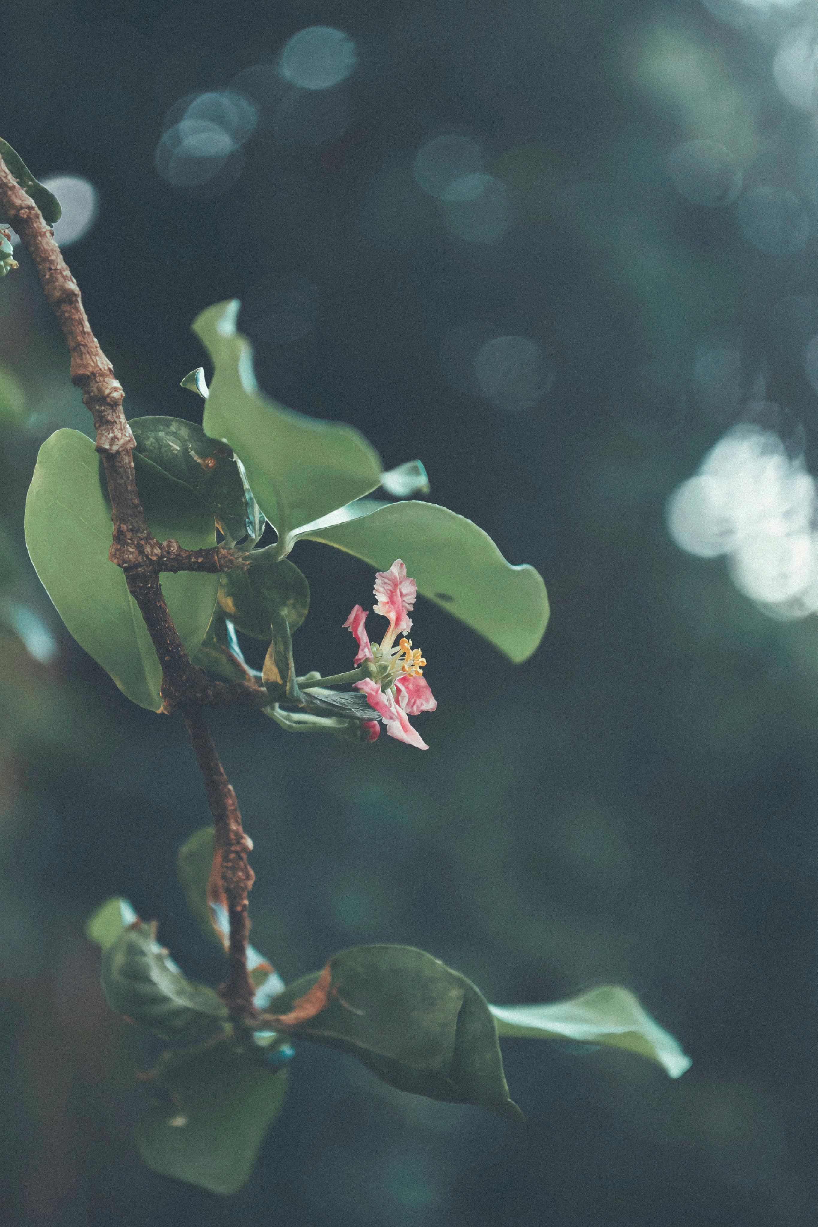 Artistic capture of a branch with pink blossoms in soft focus, evoking tranquility.