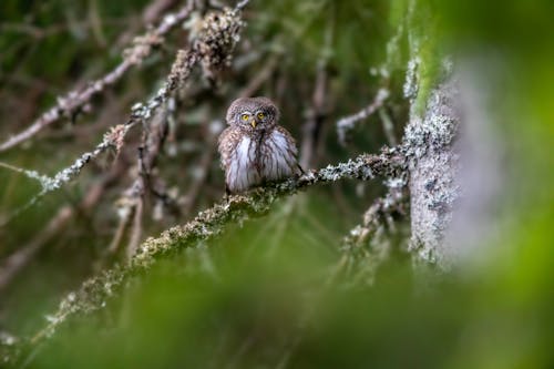 Free A Eurasian Pygmy Owl on a Tree Branch Stock Photo