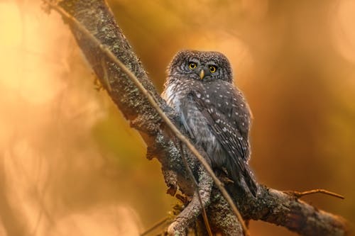Free A Eurasian Pygmy Owl Perched on a Branch  Stock Photo