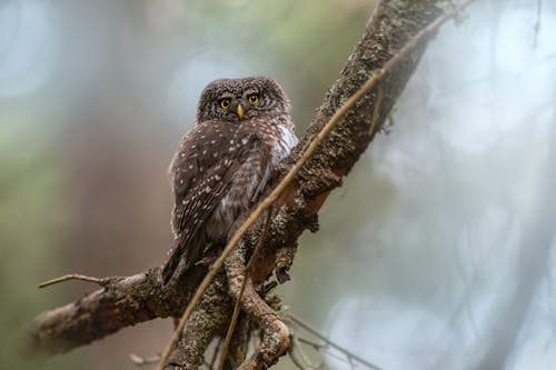 Brown Owl on a Tree Branch