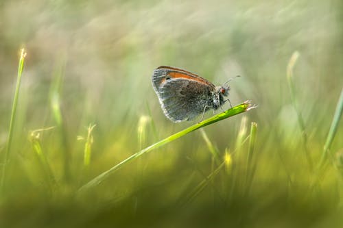 A Meadow Brown Butterfly 