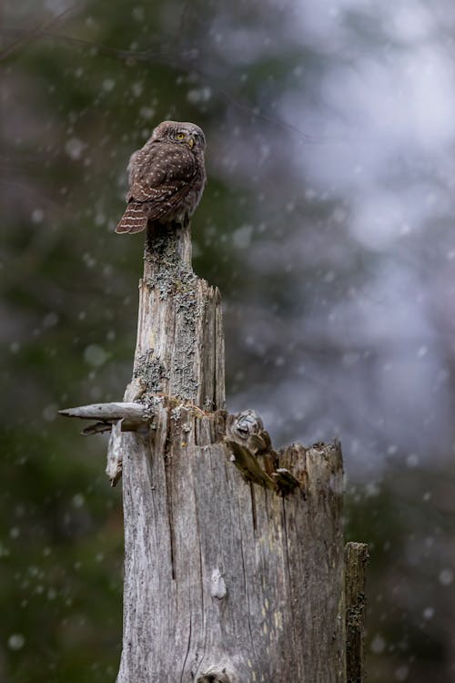 Brown Owl Perche on Tree Trunk