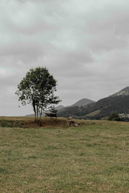 Fotobanka s bezplatnými fotkami na tému dedinský, hracie pole, pastvina