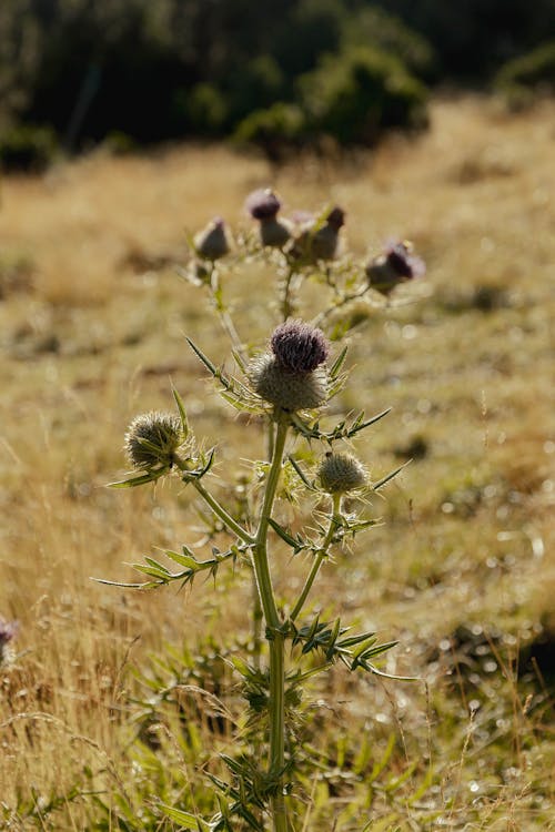 Kostenloses Stock Foto zu blätter, blühende pflanze, blüten