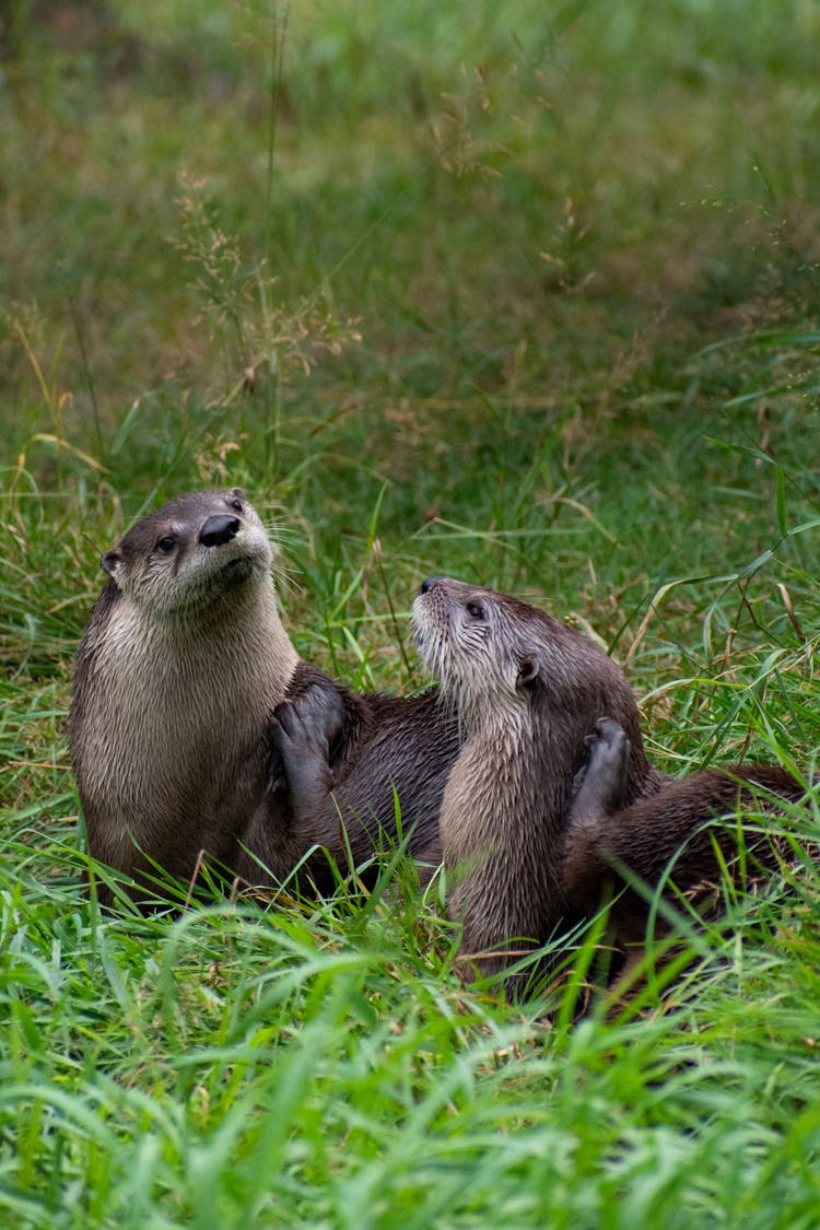 Otters On Green Grass