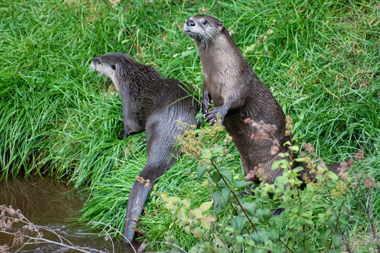 Photo Of Otters On Green Grass