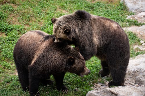 Bear Cubs Playing Together