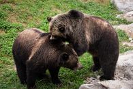 Brown and Black Bear on Green Grass