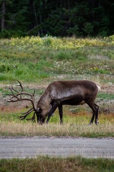 A wild elk leisurely eats grass in a natural outdoor setting, showcasing nature's beauty.