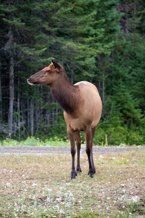 Roosevelt Elk on a Field 