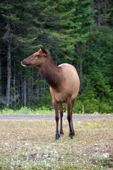 A wild Roosevelt elk stands gracefully in a vibrant forest, showcasing its majestic presence.